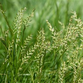 Winter Bird Food On Improved Grassland CIGL2